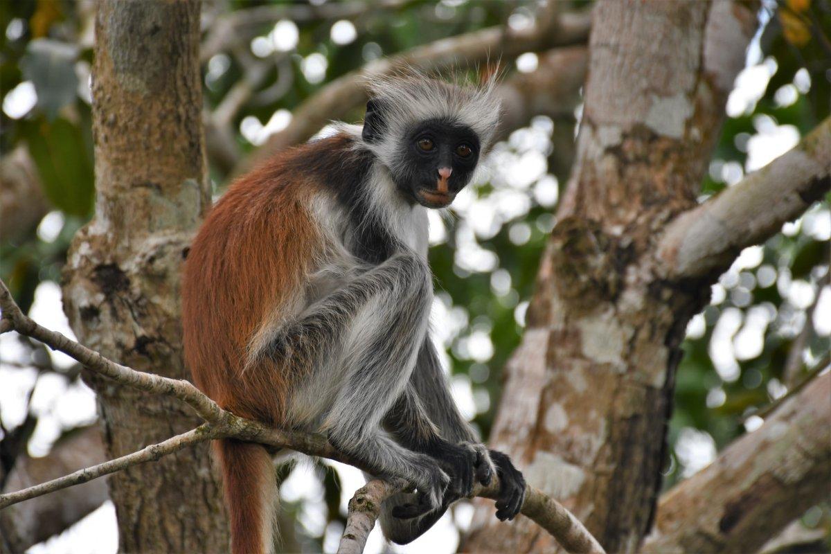 pennant's colobus is among the animals in central african republic