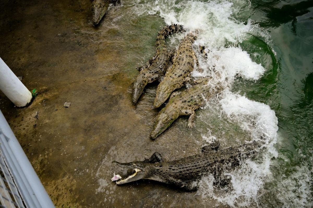 philippine crocodile is one of the endangered animals of the philippines