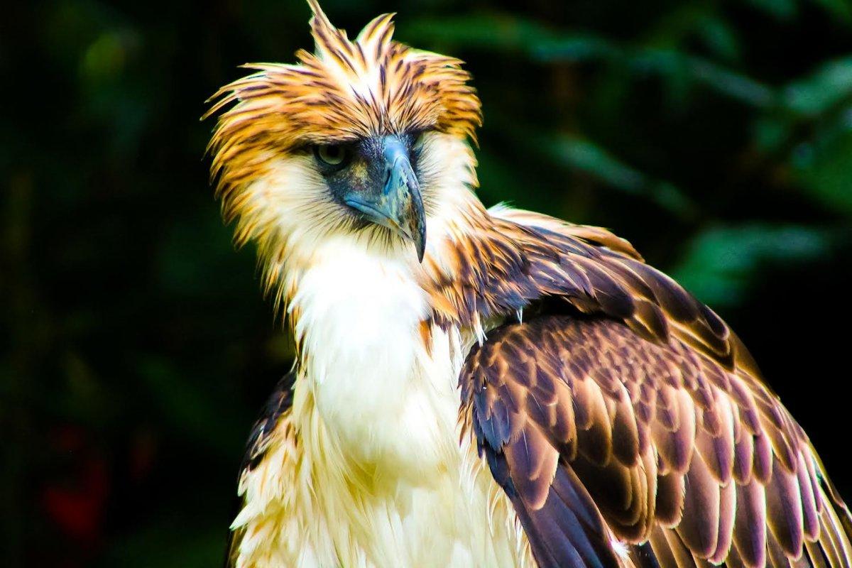 philippine eagle is one of the endangered species in the philippines