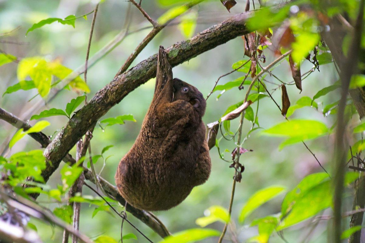 philippine flying lemur is among the philippines wild animals