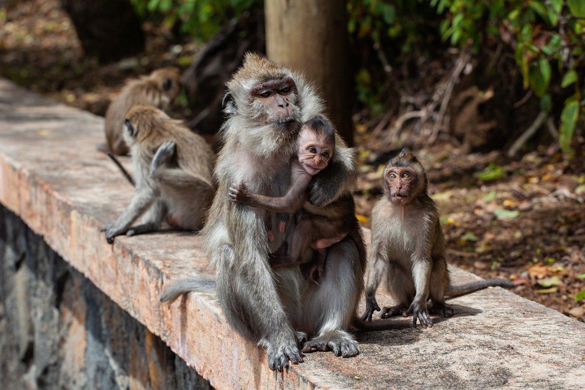 philippine long-tailed macaque is among the animals native to the philippines