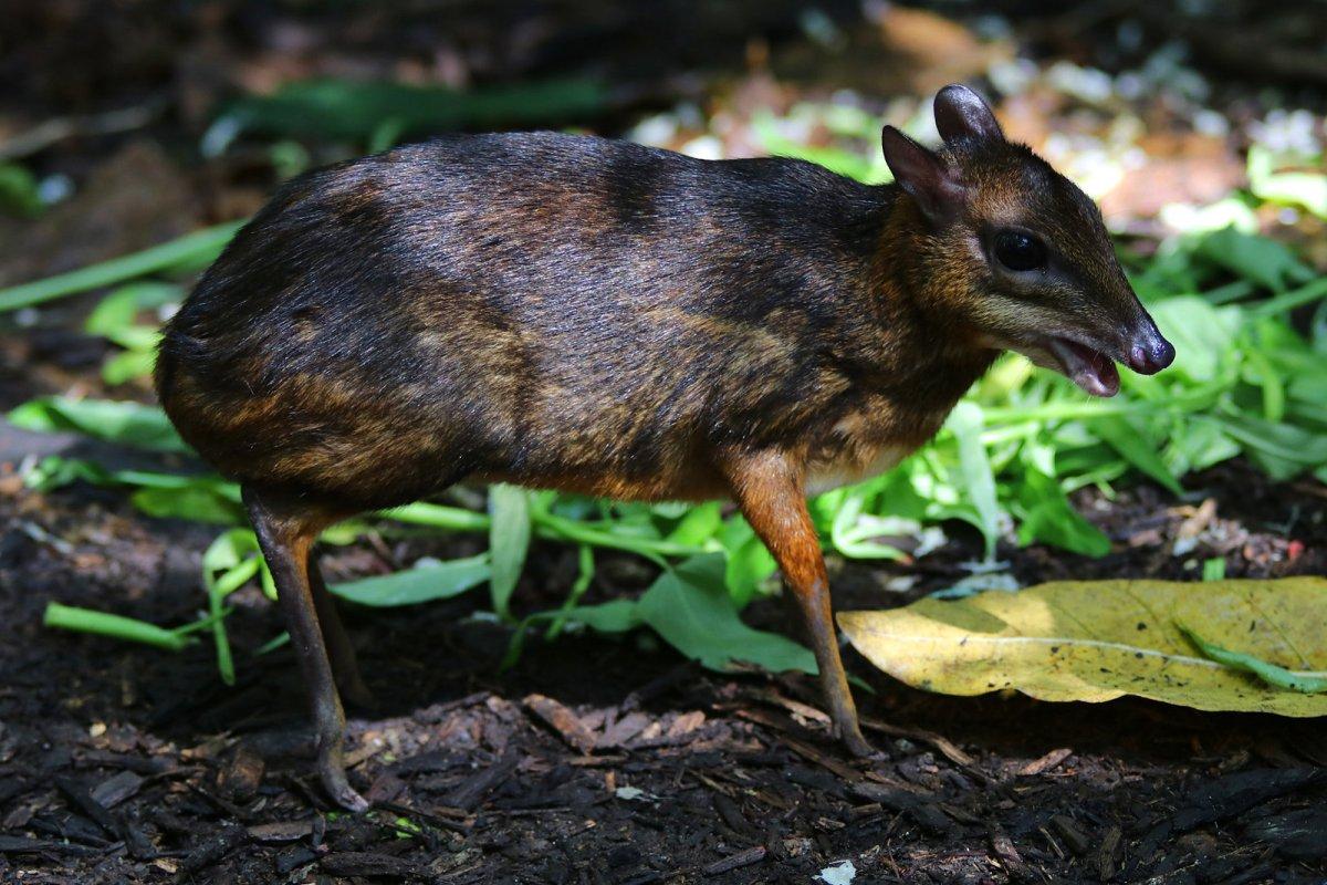 philippine mouse-deer is among the endangered animals in the philippines