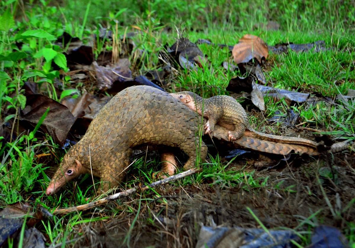 philippine pangolin is among the rare animals in the philippines
