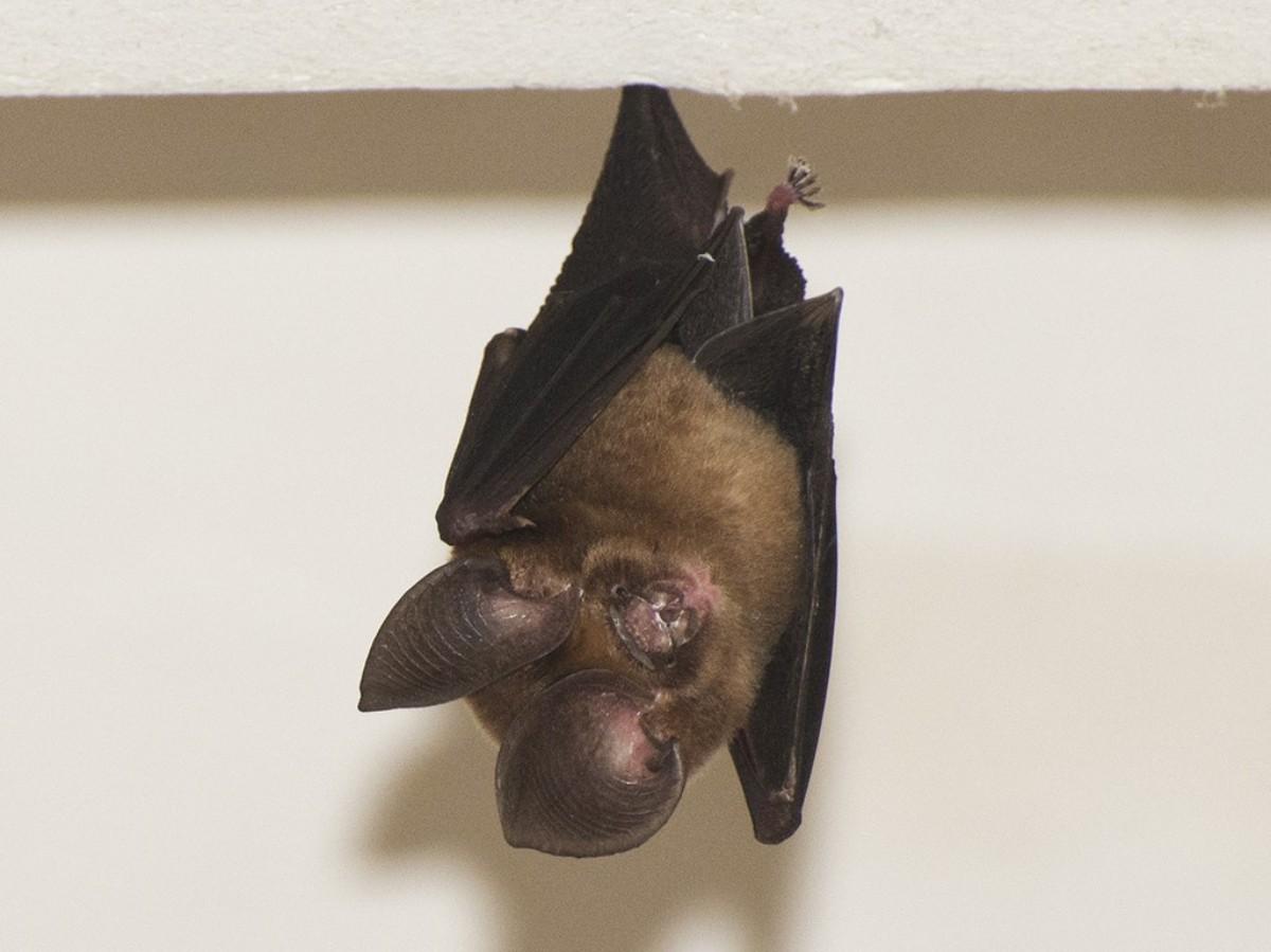 phou khao khouay leaf-nosed bat