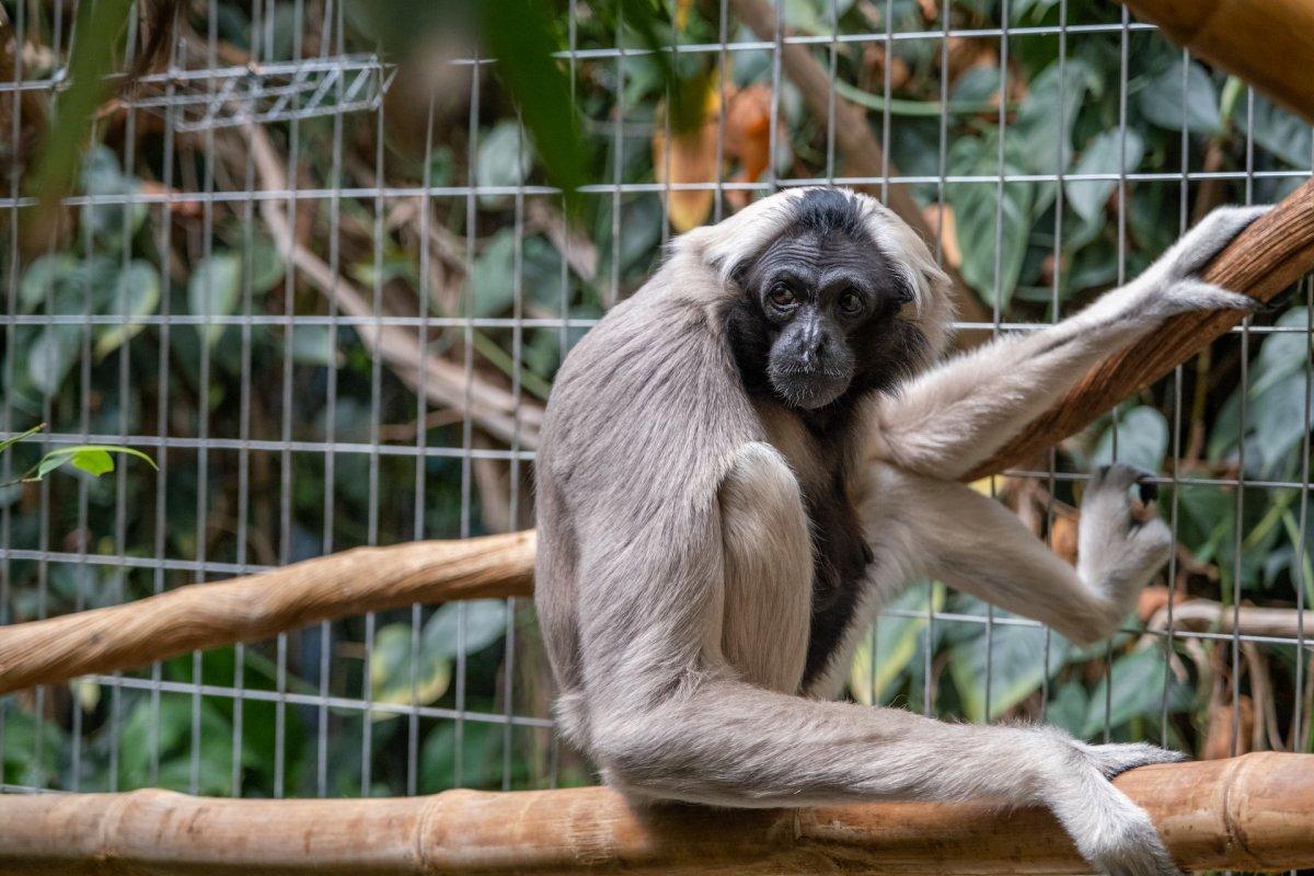 pileated gibbon is among the animals native to cambodia
