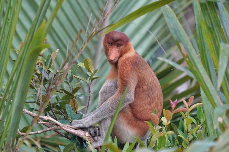 14-wild-animals-in-brunei-wildlife-in-brunei-kevmrc