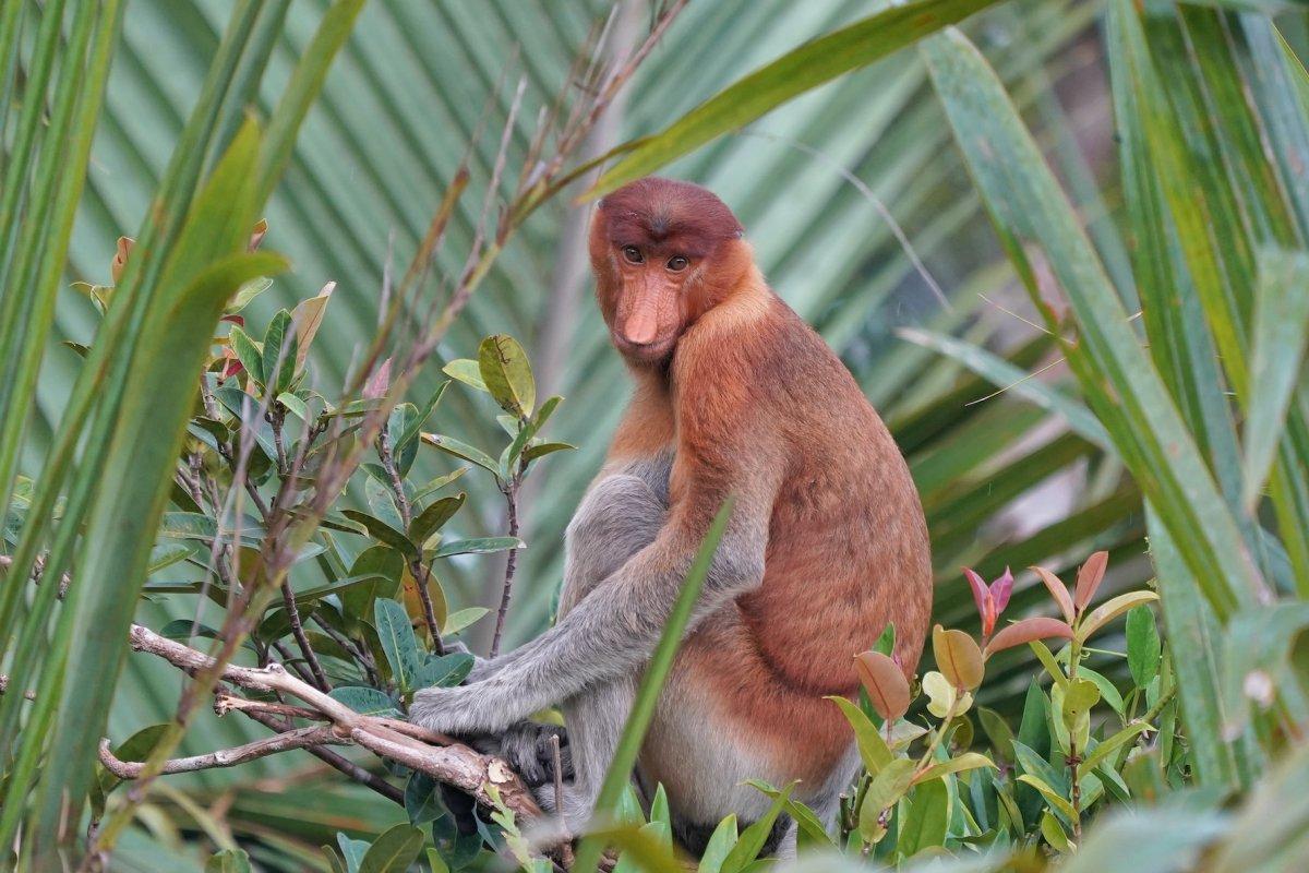 proboscis monkey is one of the endangered animals in brunei
