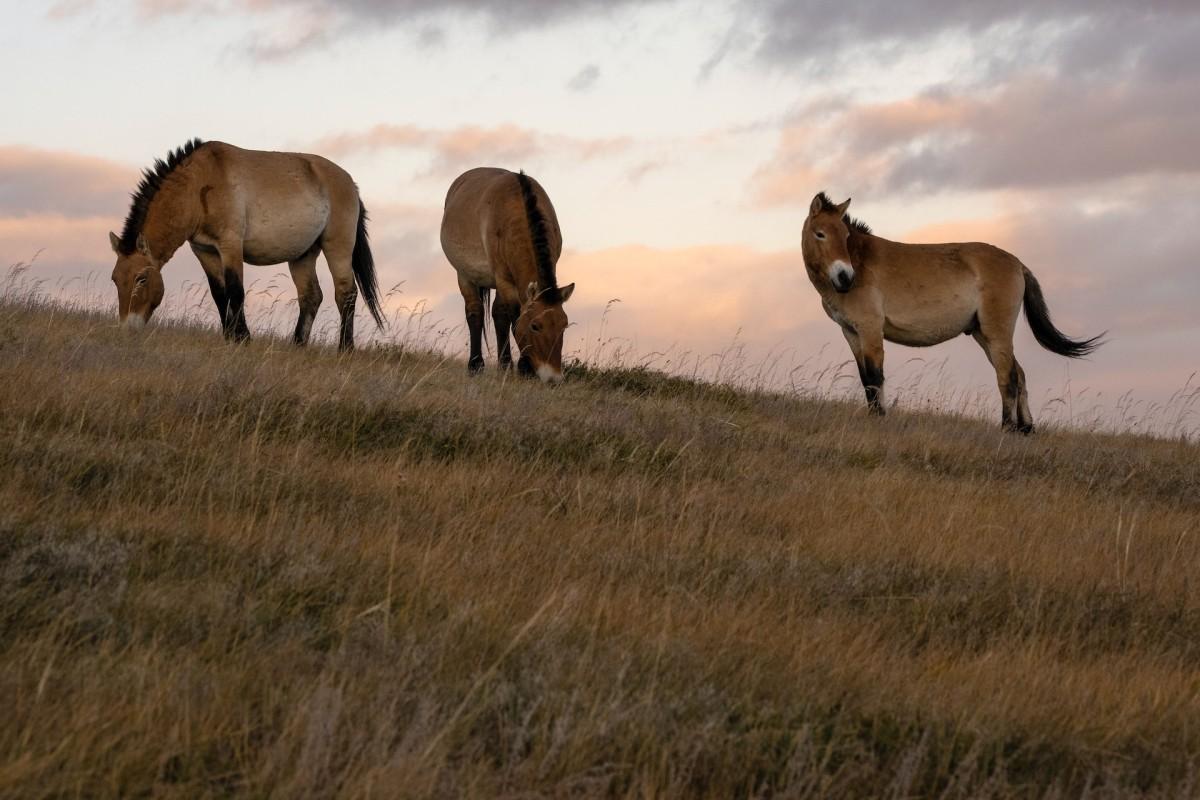 przewalski's horse is mongolia national animal
