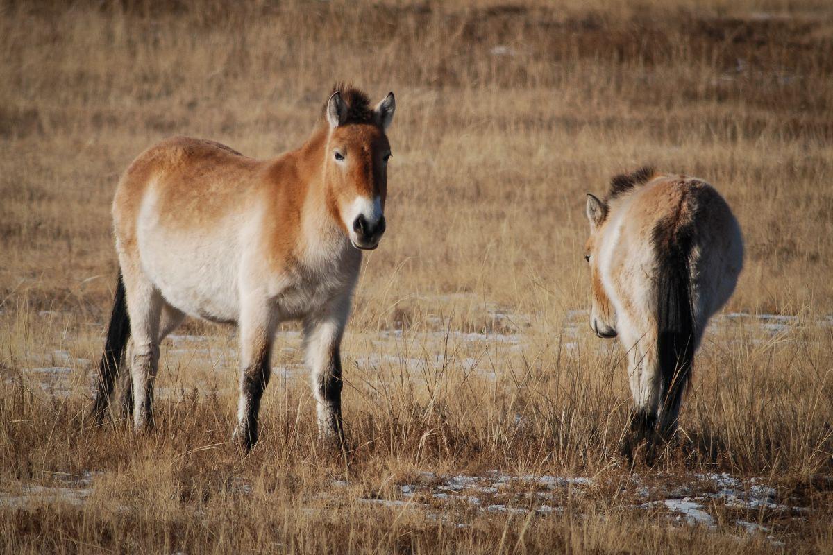 przewalski's horse is one of the mongolia animals
