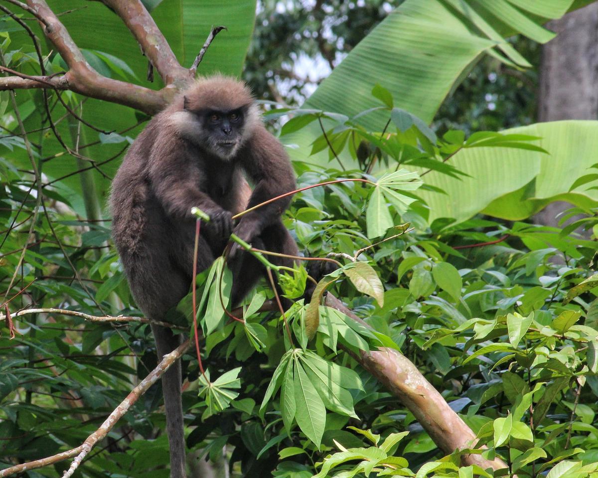 purple faced langur is part of the sri lanka wildlife