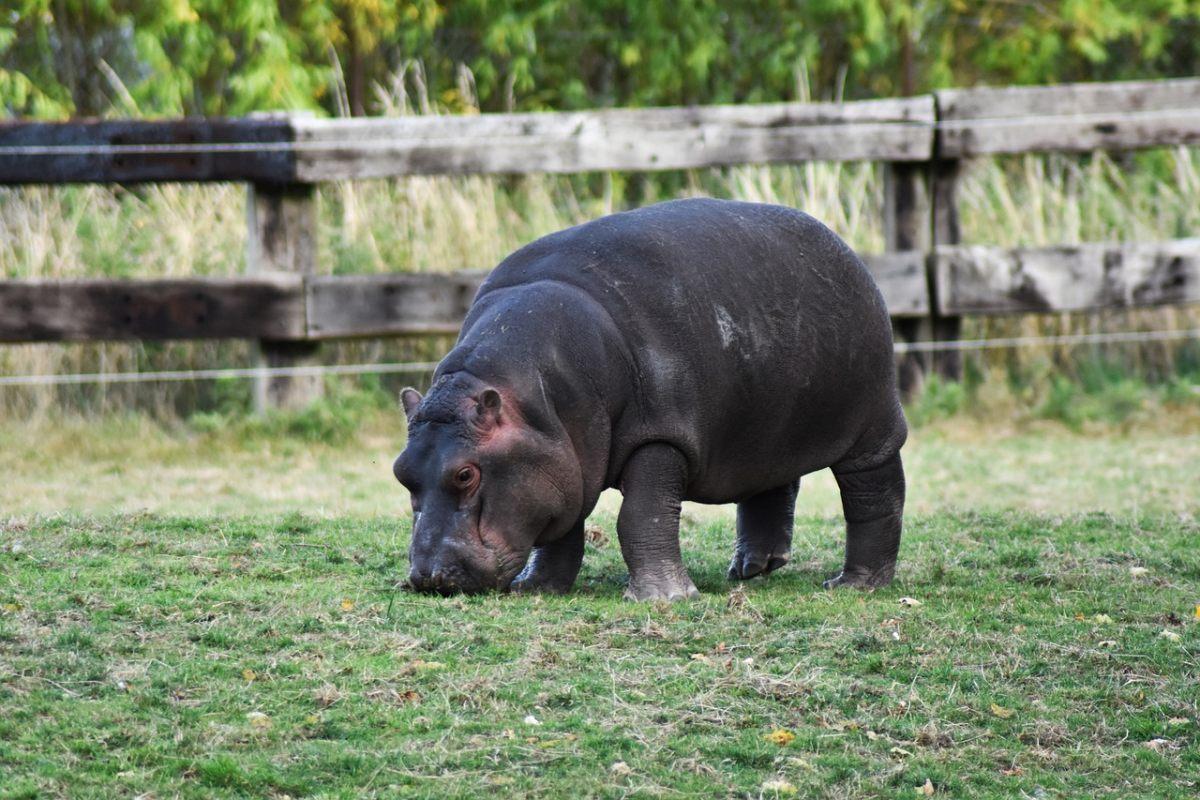 pygmy hippopotamus