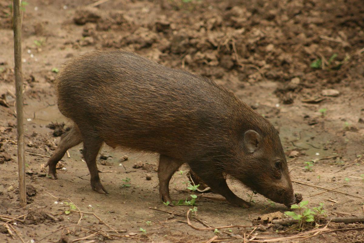 pygmy hog is one of the endangered and endemic species of india