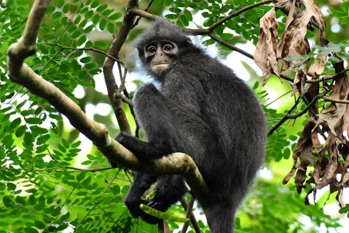 raffles' banded langur is one of the endangered animals in singapore