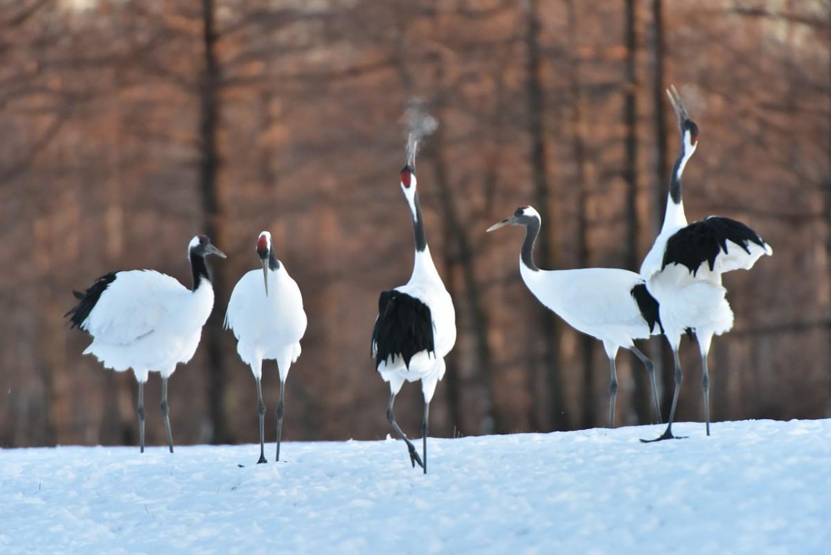 red crowned crane is one of the rare japanese animals