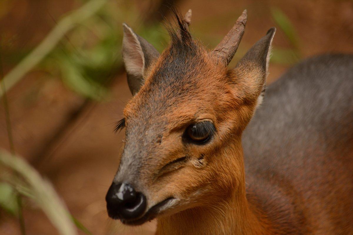 red flanked duiker