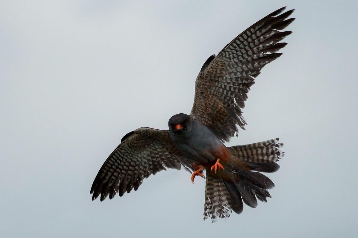 red-footed falcon is among the animals of botswana