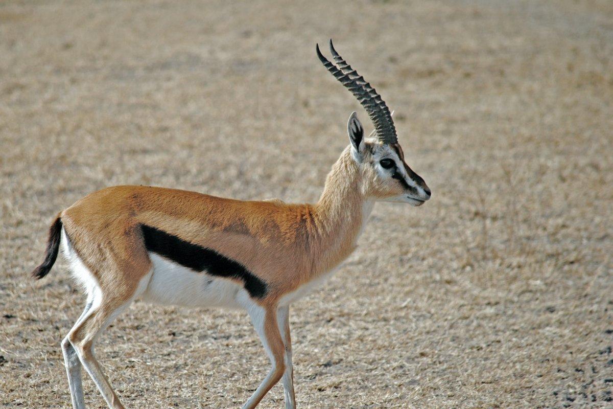 red fronted gazelle is among the animals of chad