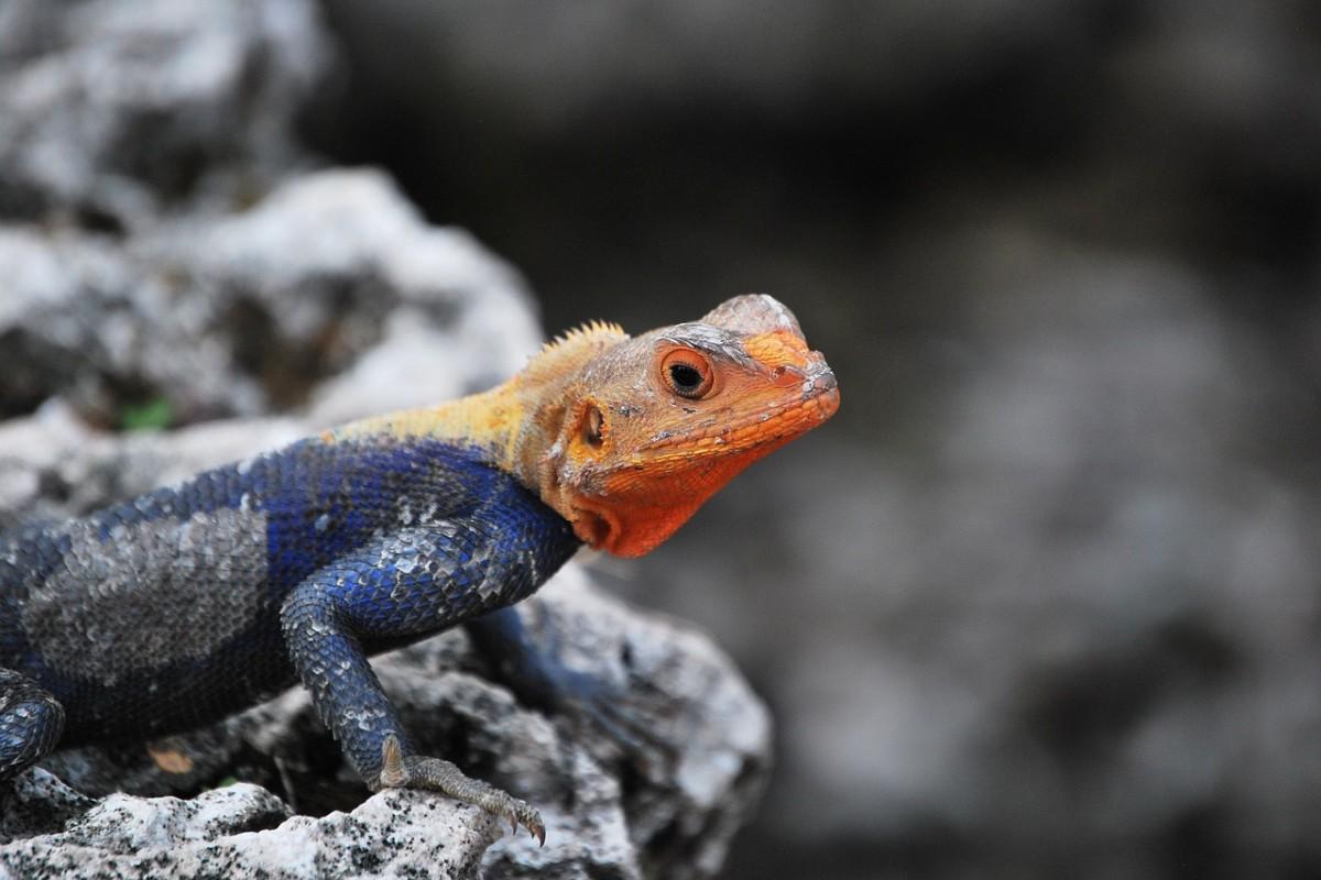 red-headed rock agama
