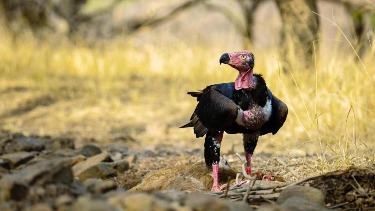 red headed vulture is one of the animals myanmar has on its land