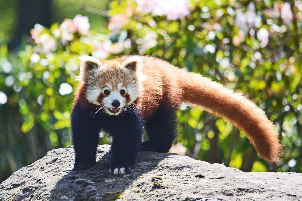 red panda is one of the endangered animals in nepal