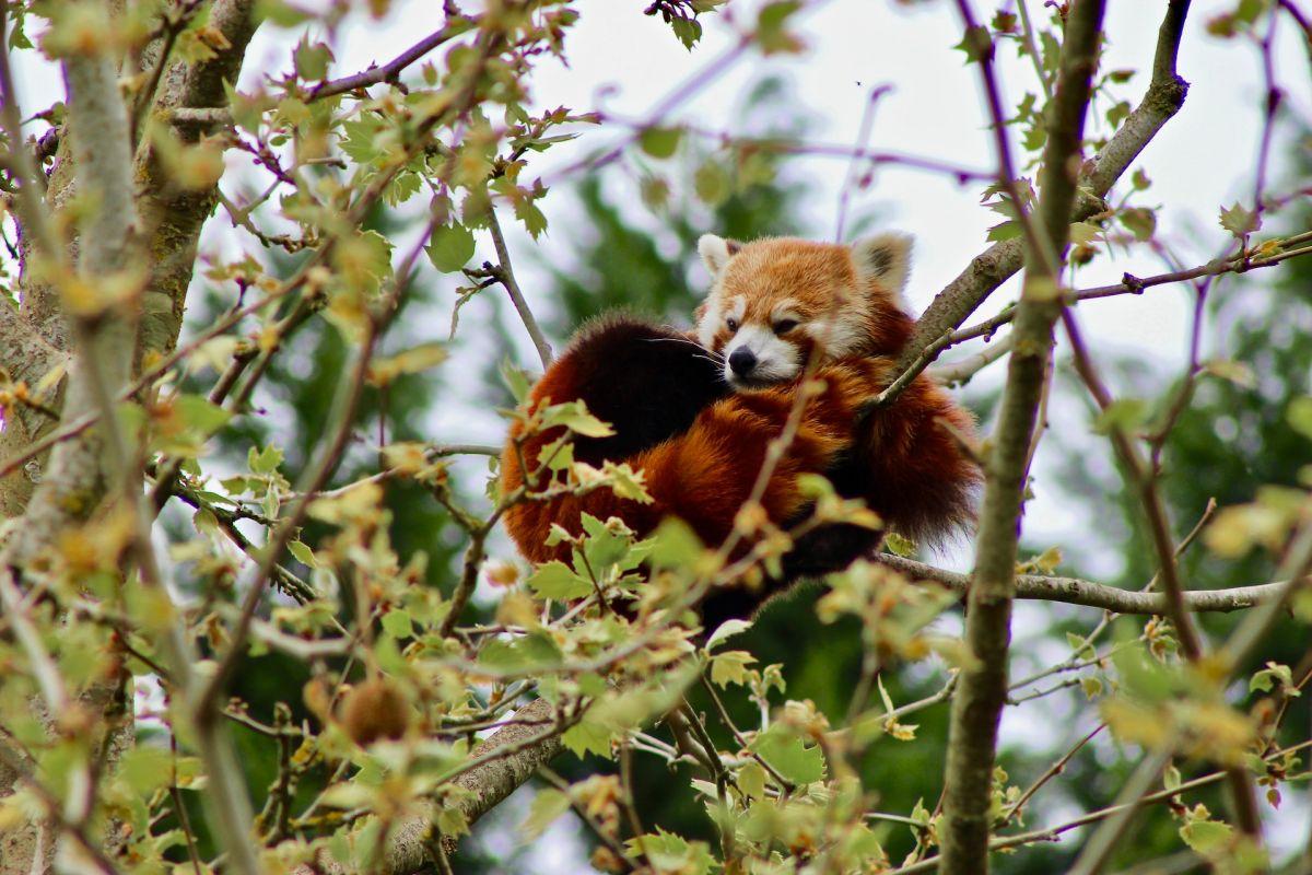 red panda is one of the endangered species in bhutan