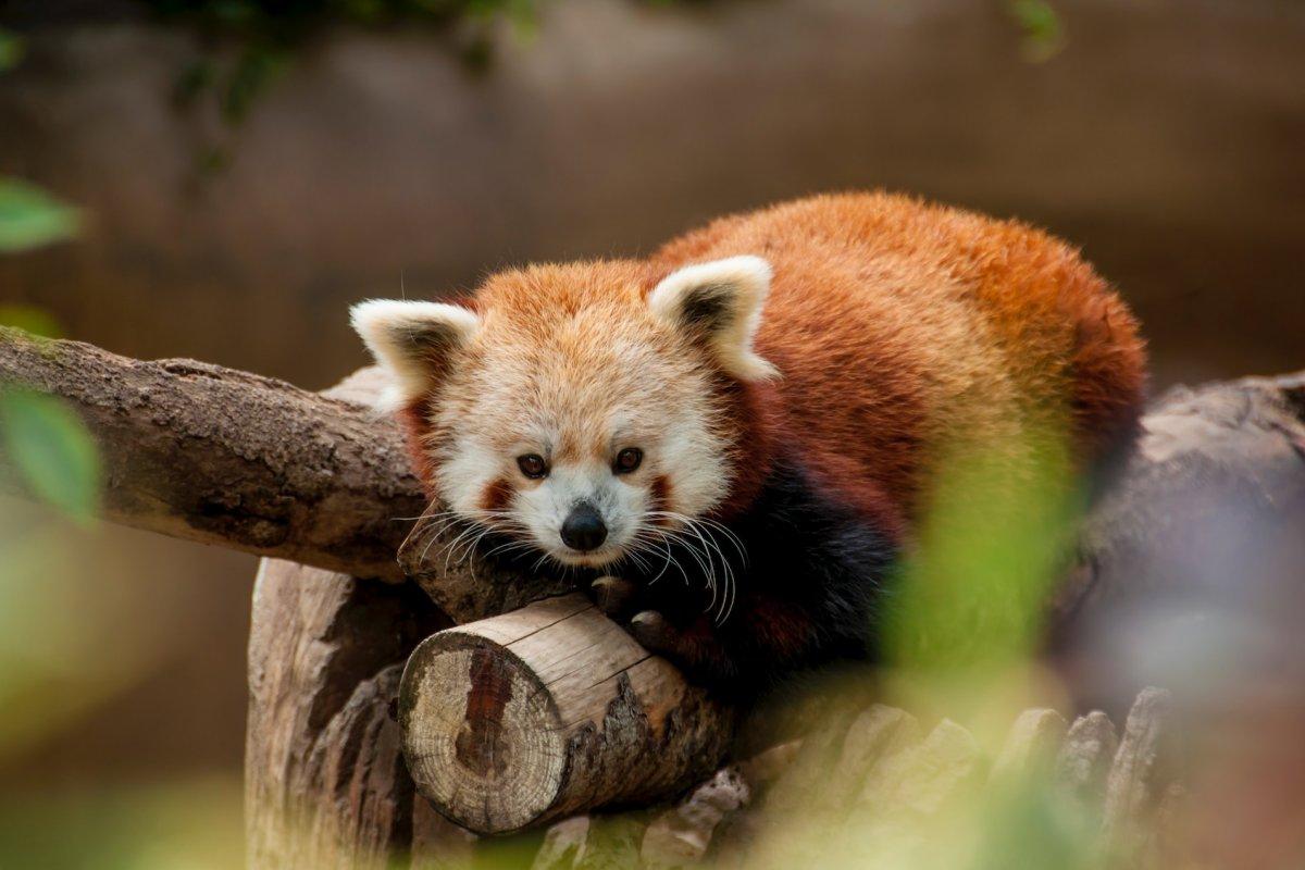 red panda is one of the endangered species of animals in india