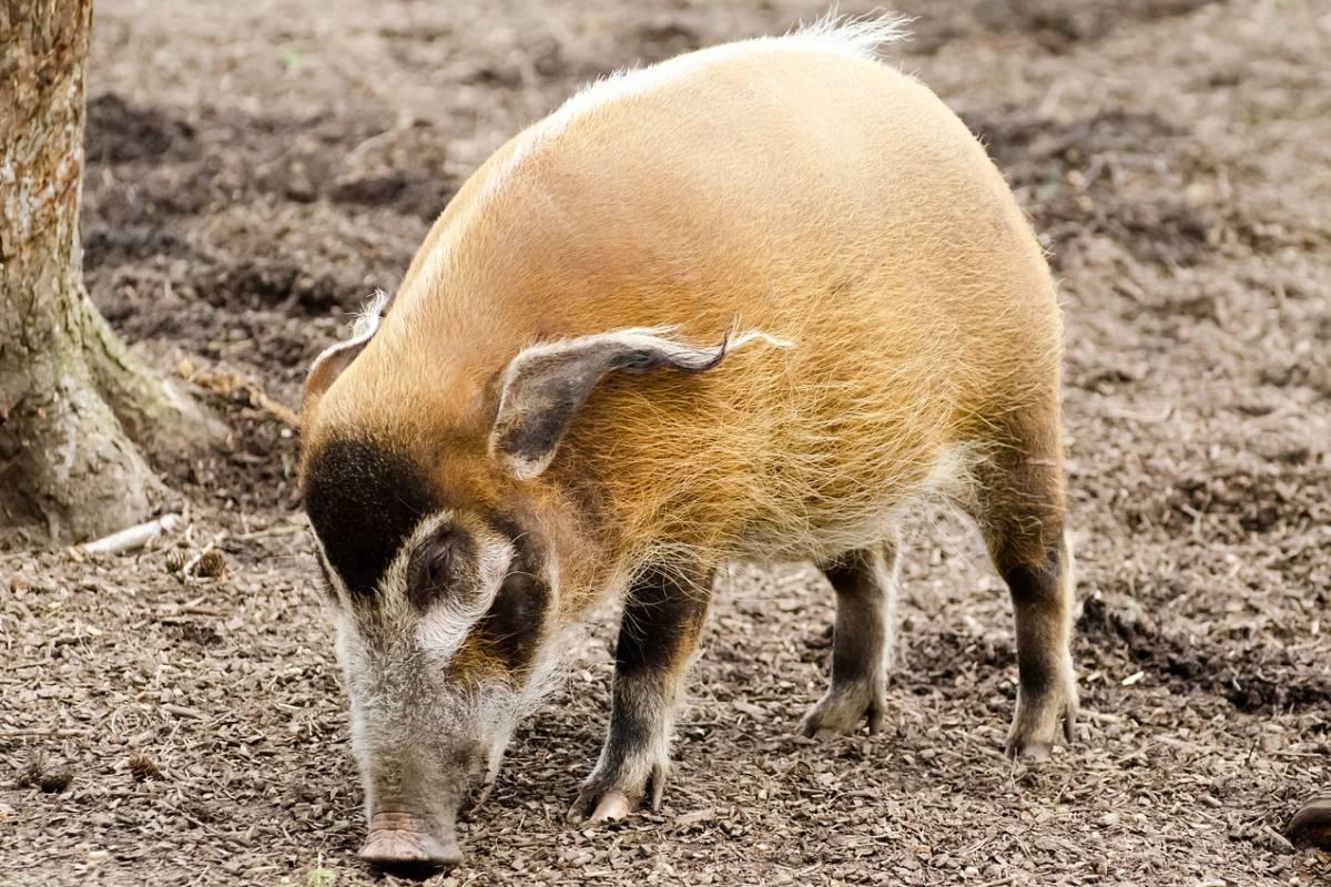 red river hog is part of the ghana animals list