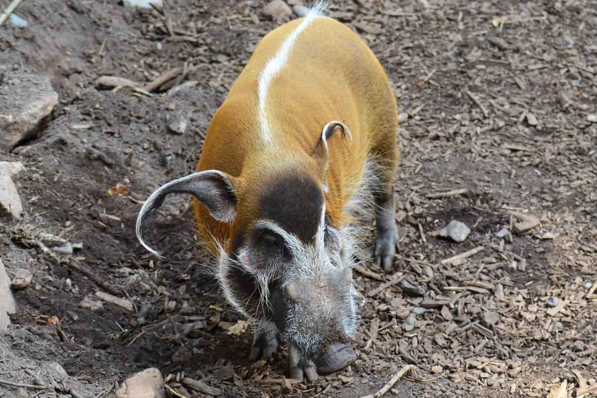 red river hog