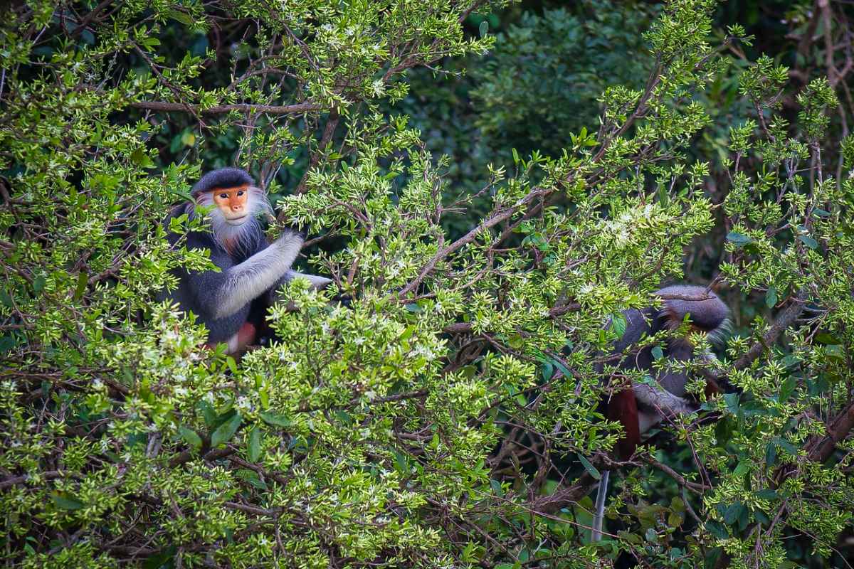 red-shanked douc is one of the endangered animals in laos