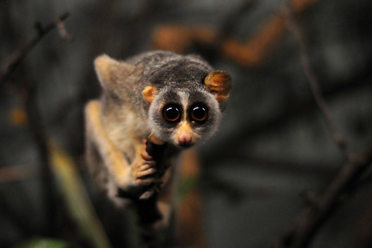 red slender loris appears in the list of endangered animals in sri lanka