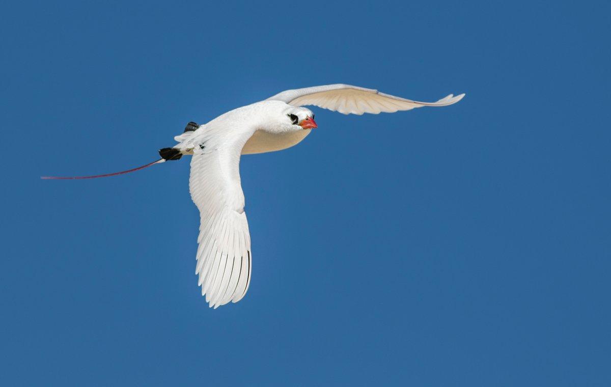 red-tailed tropicbird