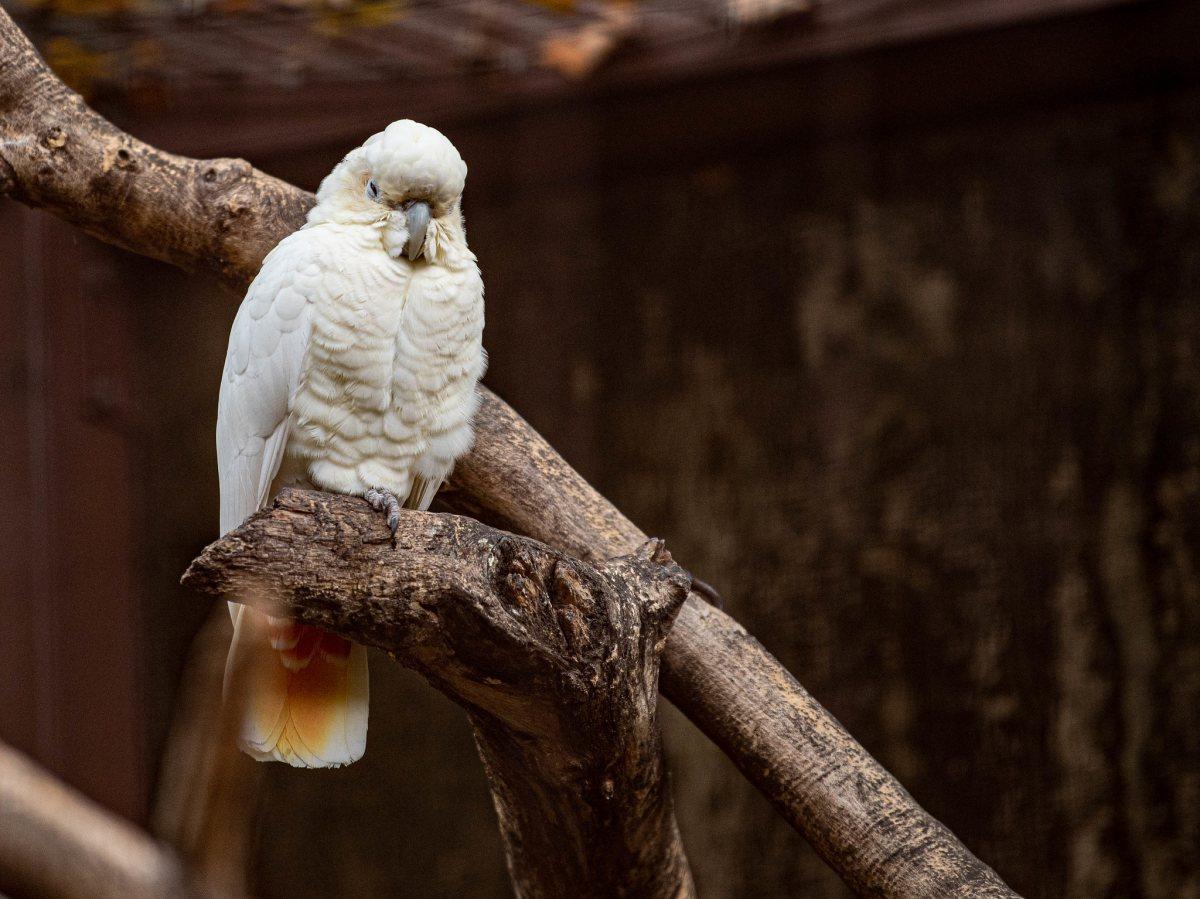 red-vented cockatoo is one of the animals found only in the philippines
