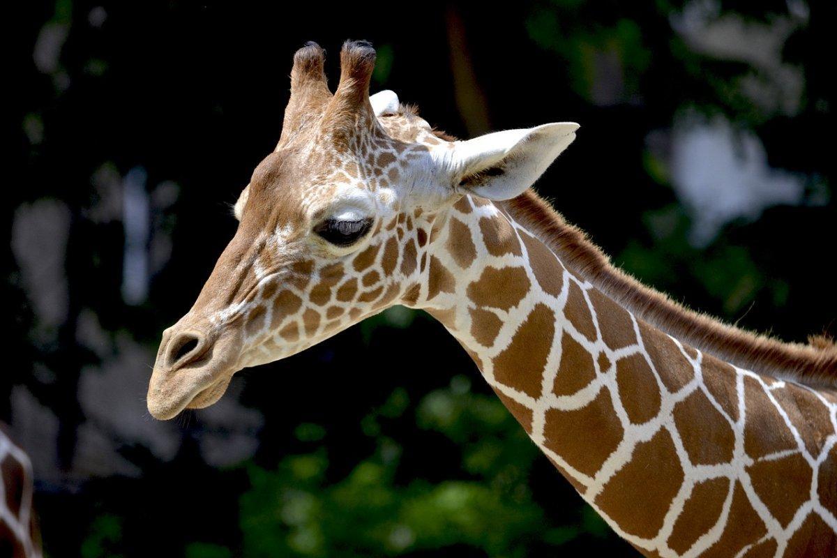 reticulated giraffe