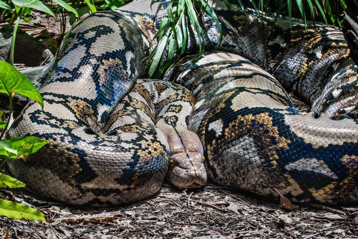 reticulated python is among the common animals in vietnam