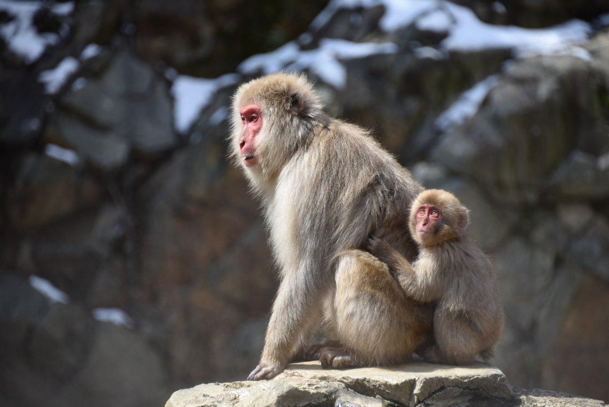 rhesus macaque is among the native animals to china
