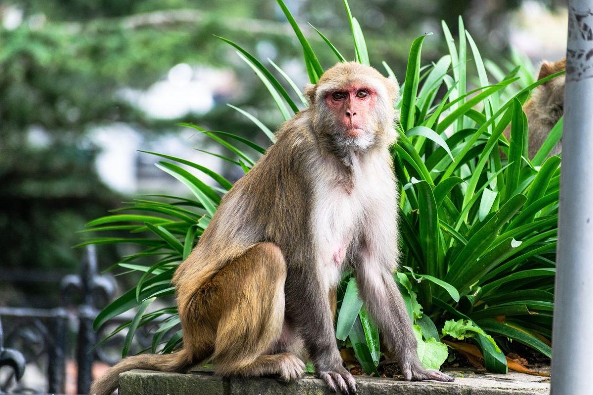 rhesus macaque is one of the animals found in pakistan