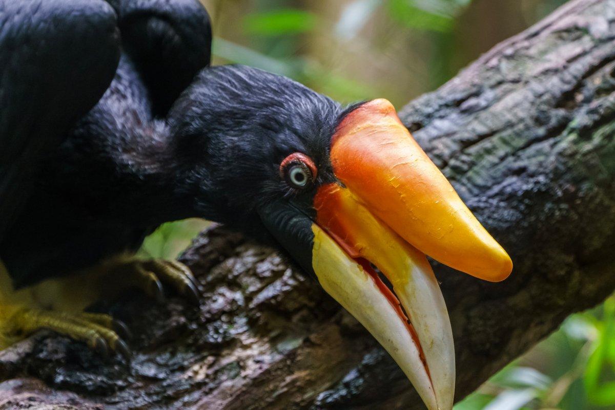 rhinoceros hornbill is one of brunei animals