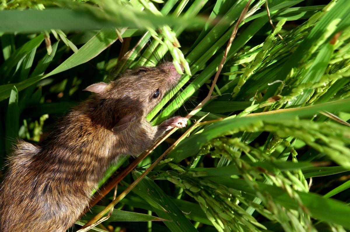 ricefield rat