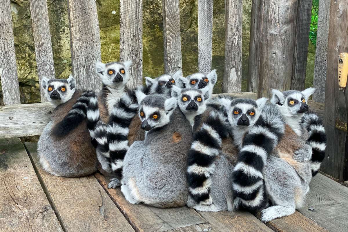 ring tailed lemur is madagascar national animal