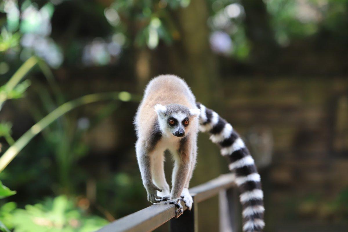 ring tailed lemur is one of the endangered animals madagascar has on its land