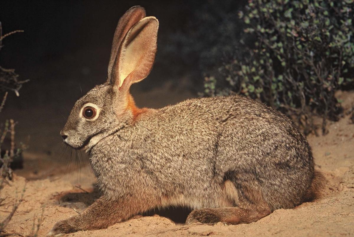 riverine rabbit is in the endangered species in south africa