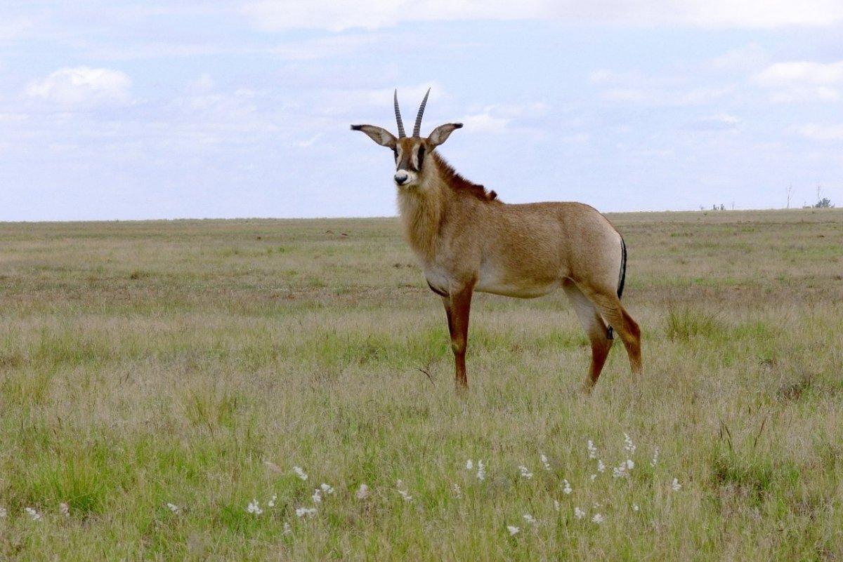 roan antelope is among the animals of togo