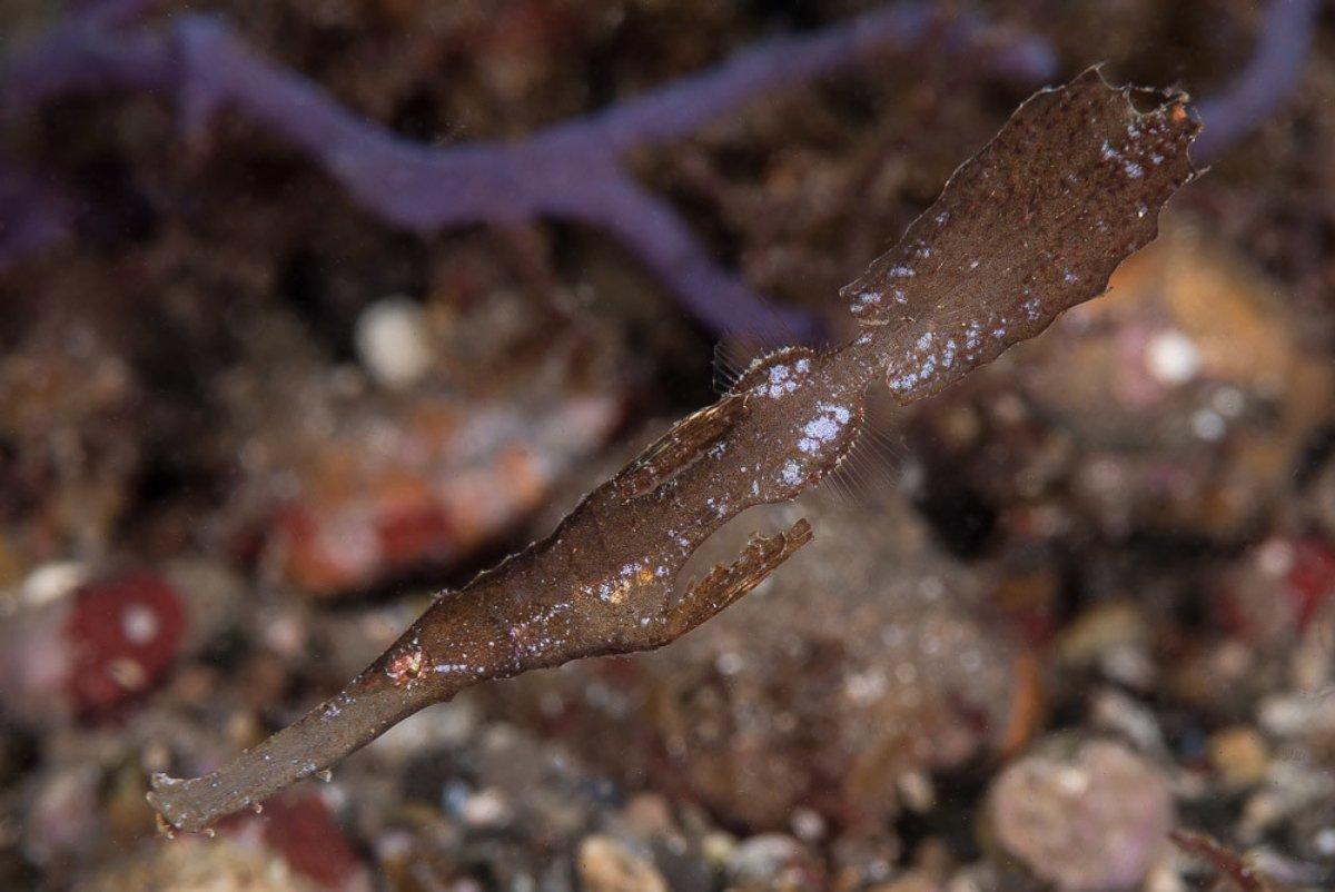 robust ghost pipefish