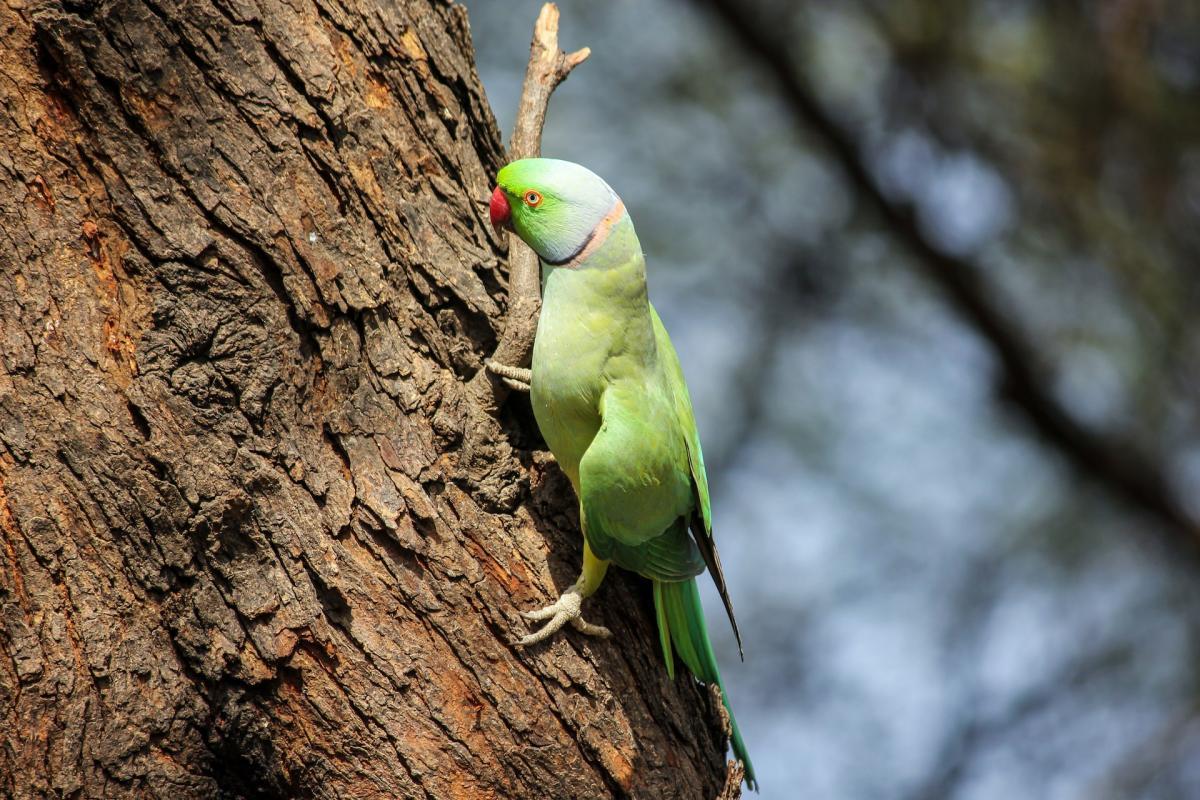 rose ringed parakeet is one of the animals of zanzibar