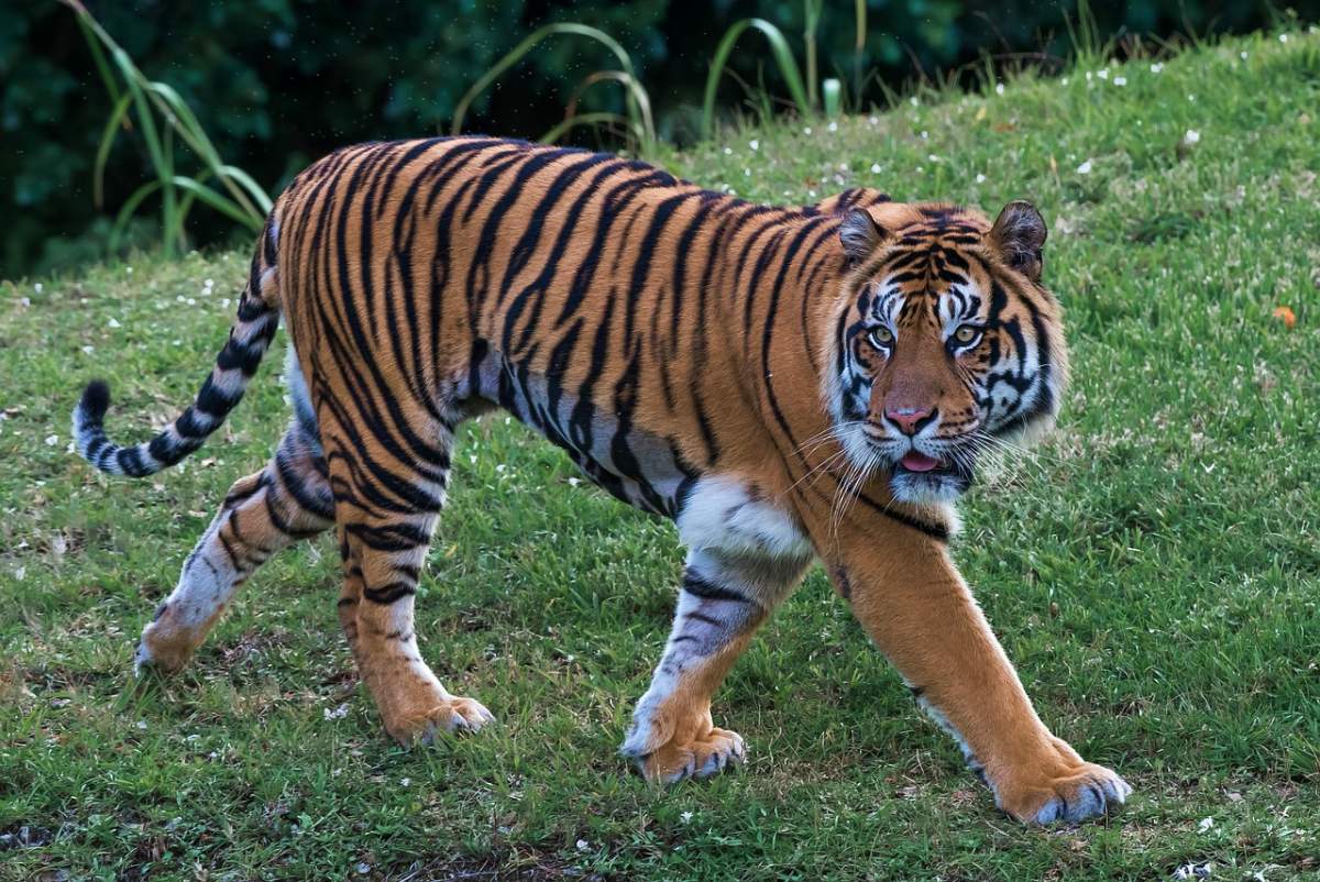royal bengal tiger is the national animal of bangladesh