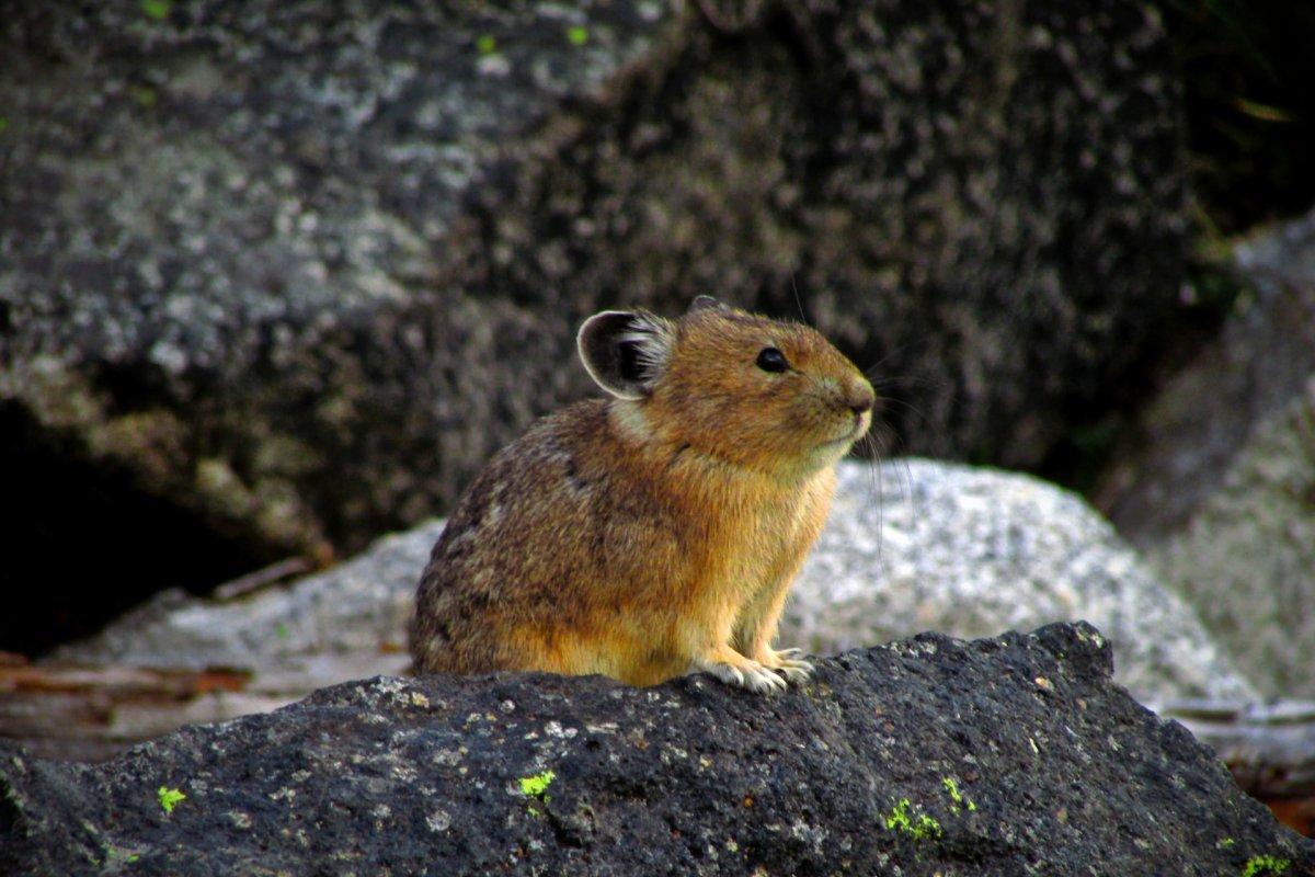 royle's pika is in the famous animals in india
