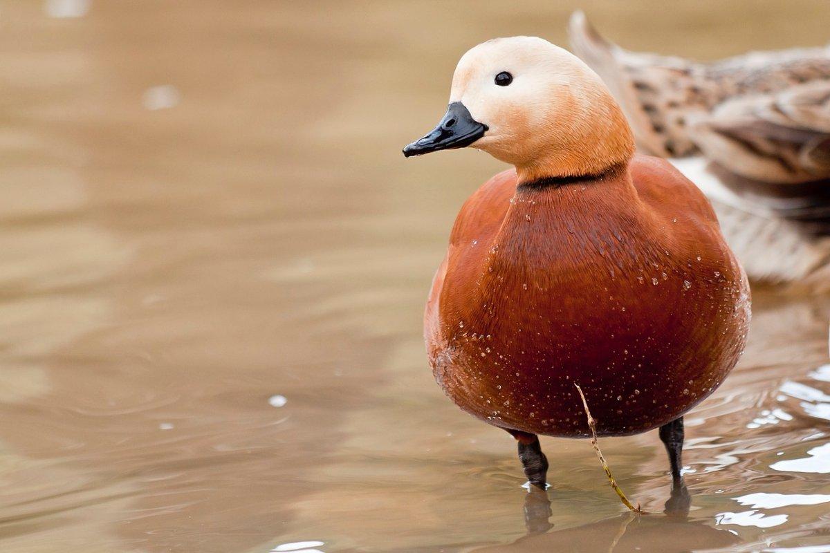 ruddy shelduck is one of the india famous animals