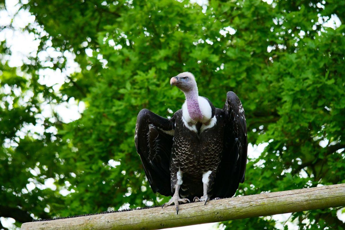 ruppell's vulture