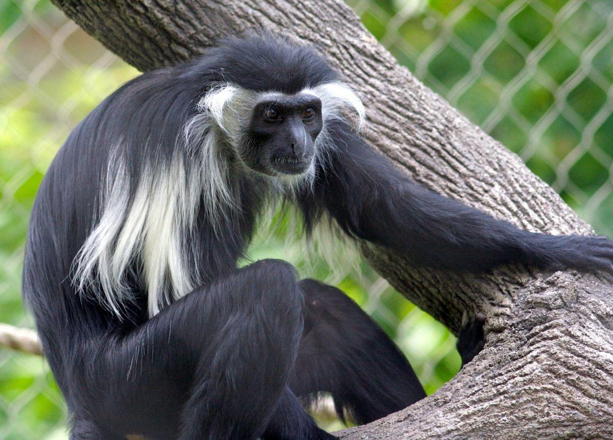 ruwenzori colobus