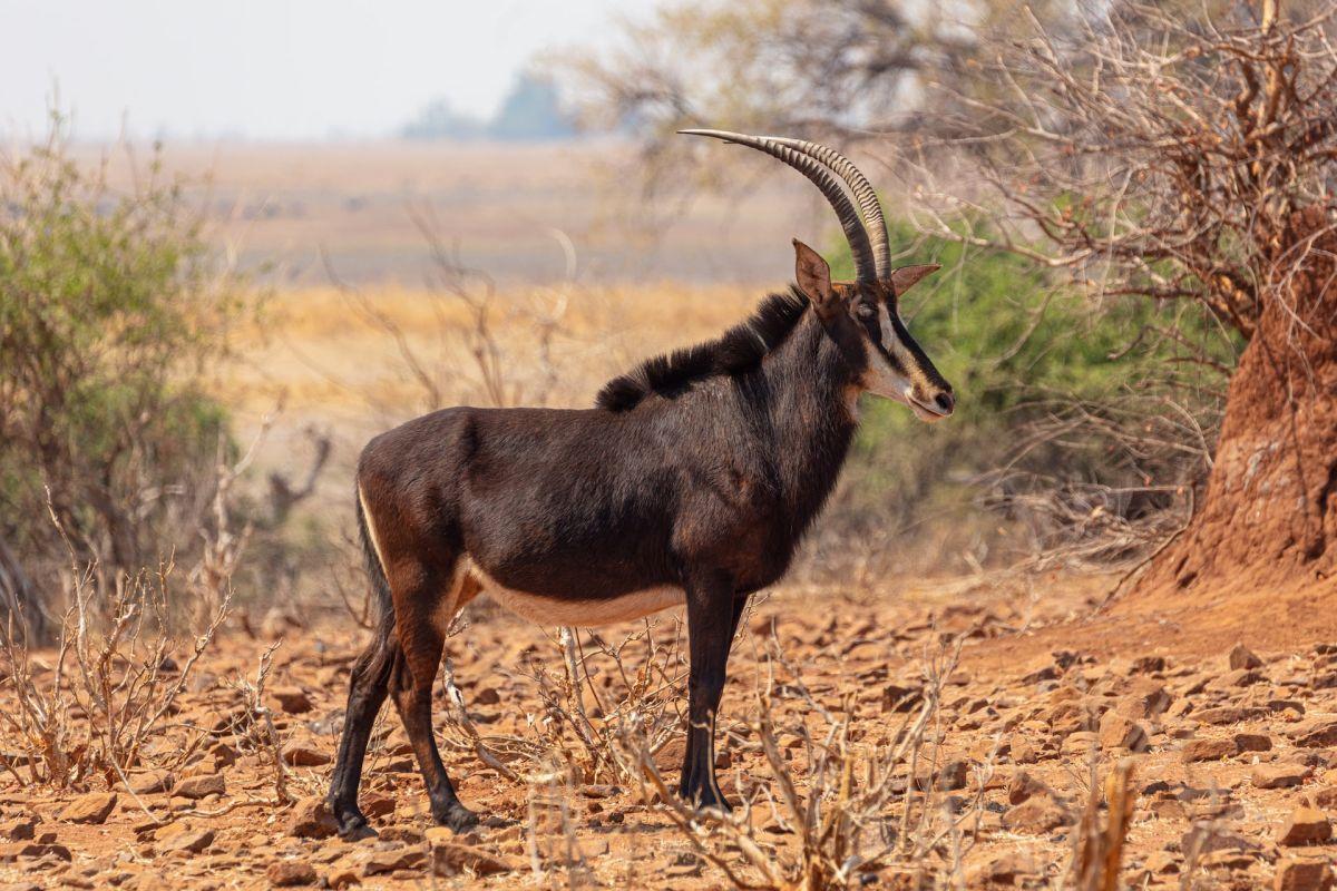 sable antelope is among the animals native to tanzania